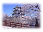 sakura-3.jpg