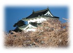 sakura-7.jpg